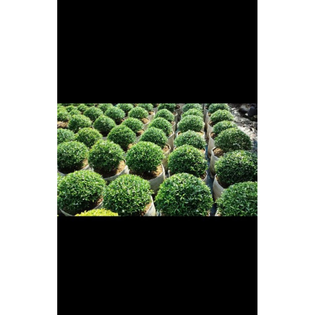 tanaman hias pohon bonsai rombusa mini