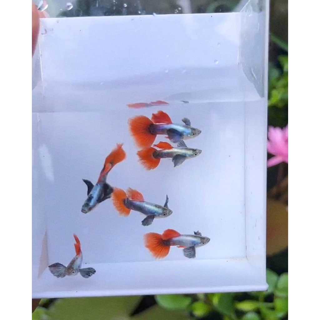 kebutuhan aquarium GUPPY PRTDE Halfmoon Gen betina ekor corak GRADE A Platinum Red Tail Dumbo Ear Ha