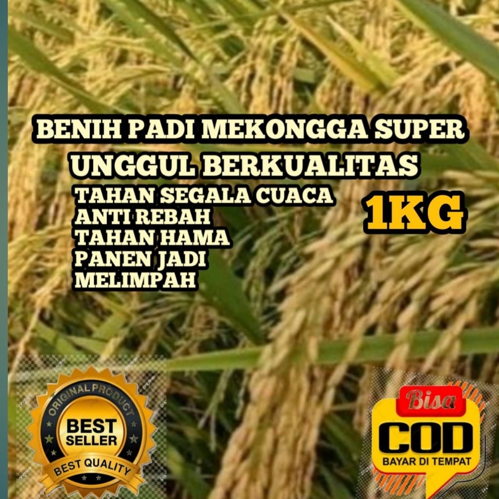 BENIH PADI MEKONGGA SUPER UNGGUL BERKUALITAS KEMASAN 1 KG