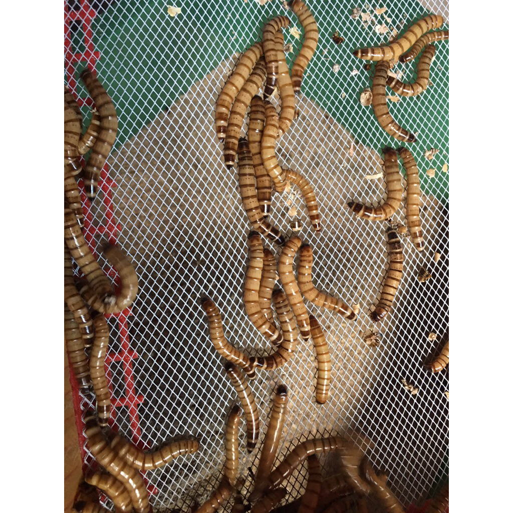 ULAT JERMAN HIDUP PREMIUM