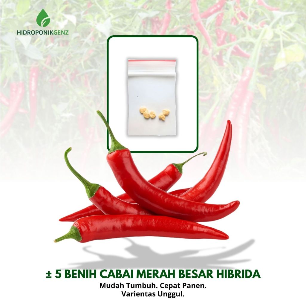 5 Benih Cabe Merah Besar F1 Hibrida