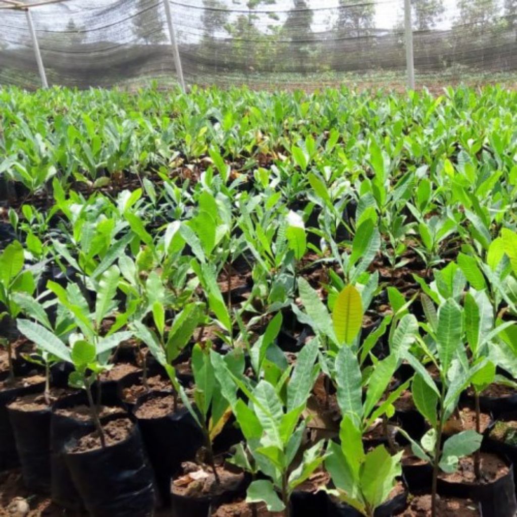 bibit jambu mete buah besar, bibit tanaman jambu mete, tanaman herbal jambu mete. semai biji.