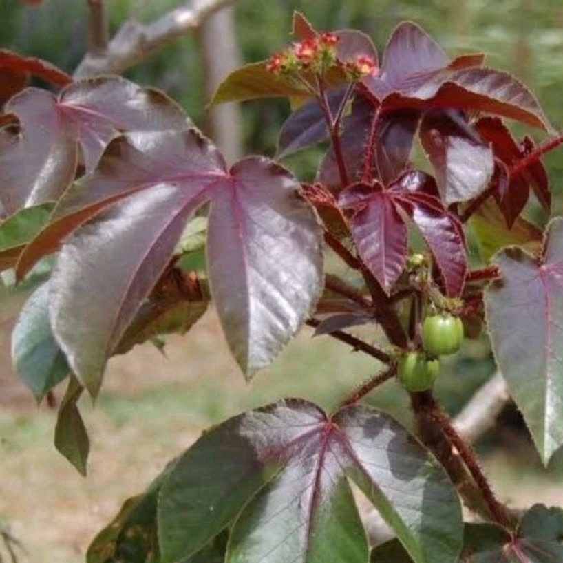 bijian bibit jarak wulung, tanaman jarak, bibit jarak, stek batang jarak wulung, bibit tanaman jarak