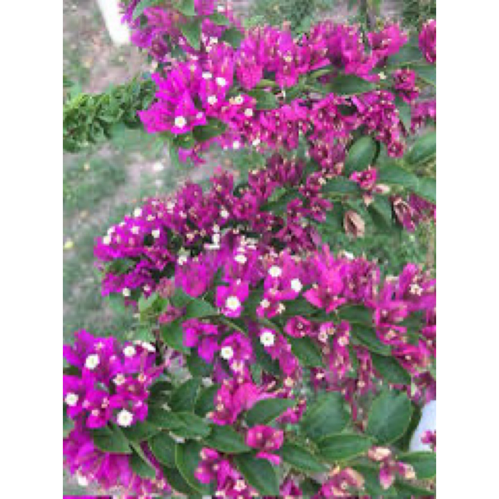 Tanaman Hias Bougenville Import SJ Mini (Ori)