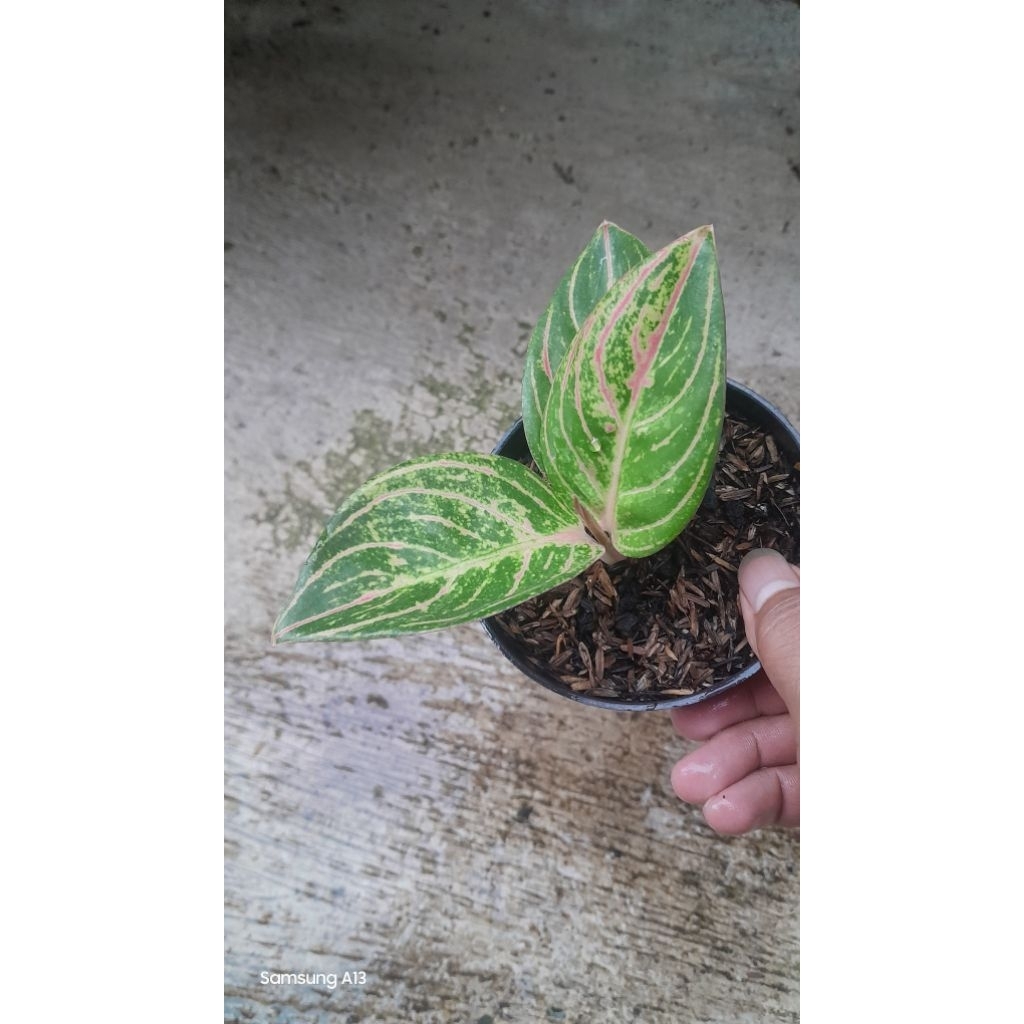 Aglonema Maeswara/Maheswara (Size Baby Daun 3+) (2)