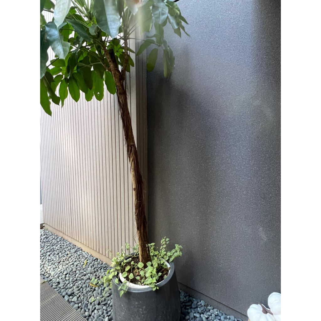 Jasa Cat Tekstur Sand Stone / Arturo