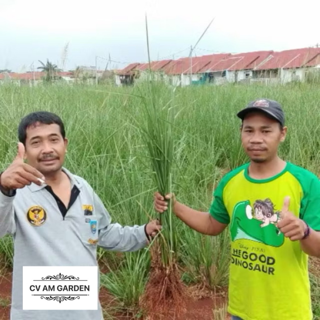 Tanaman Rumput Vetiver Pencegah erosi Akar wangi - bibit rumput Vetiver