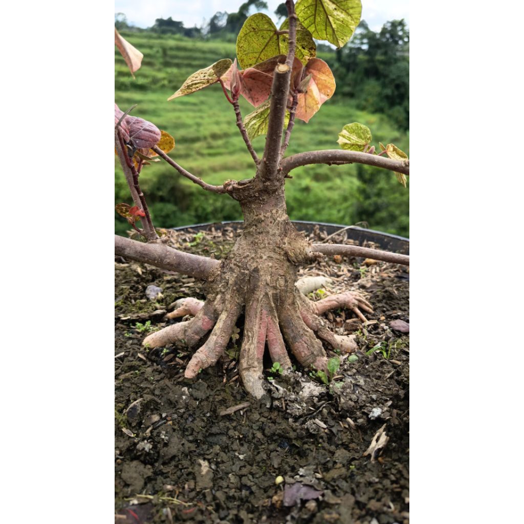 bonsai bahan waru varigata prokar