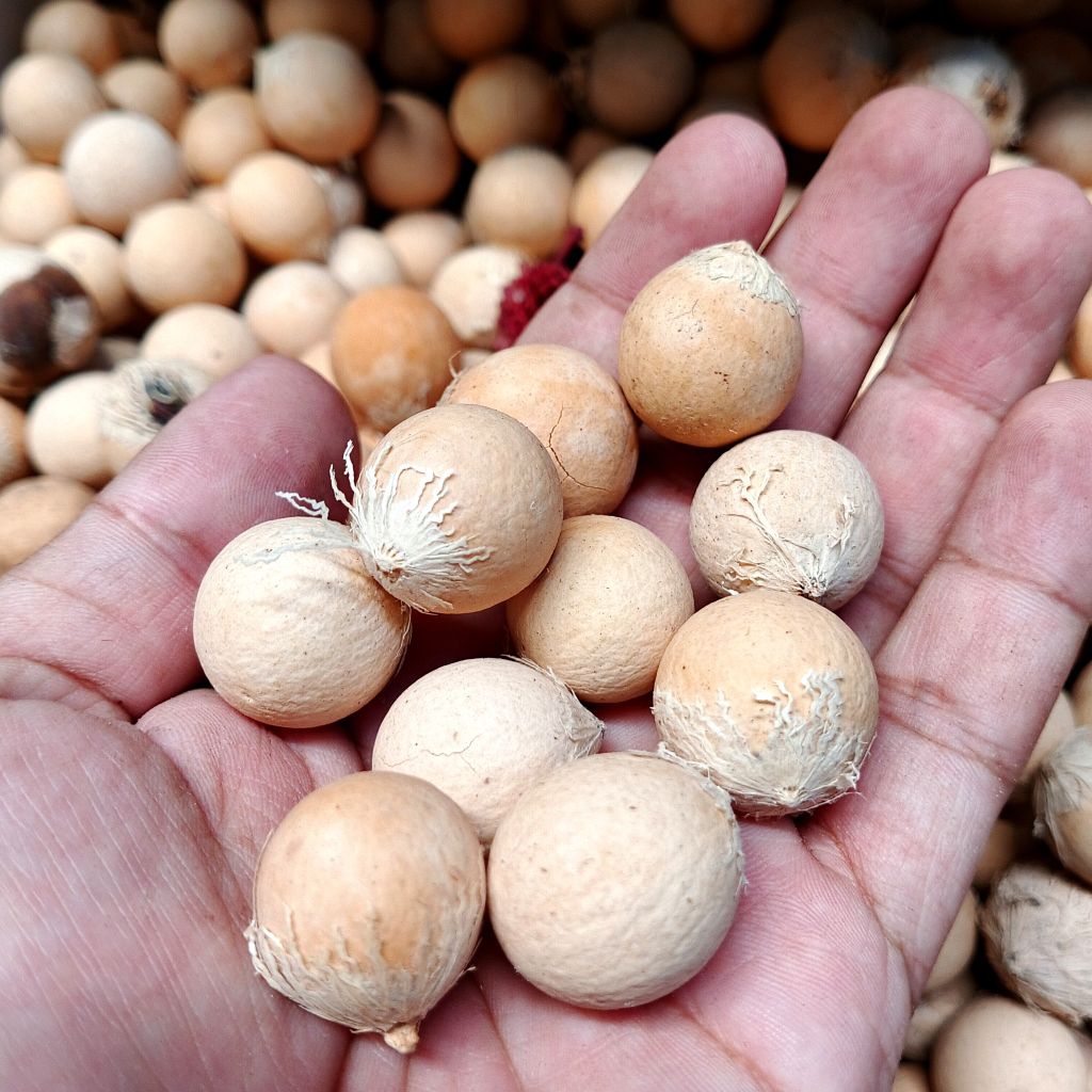 Biji nyamplung ecer - biji nyamplung kering - kerajinan dari biji-bijian