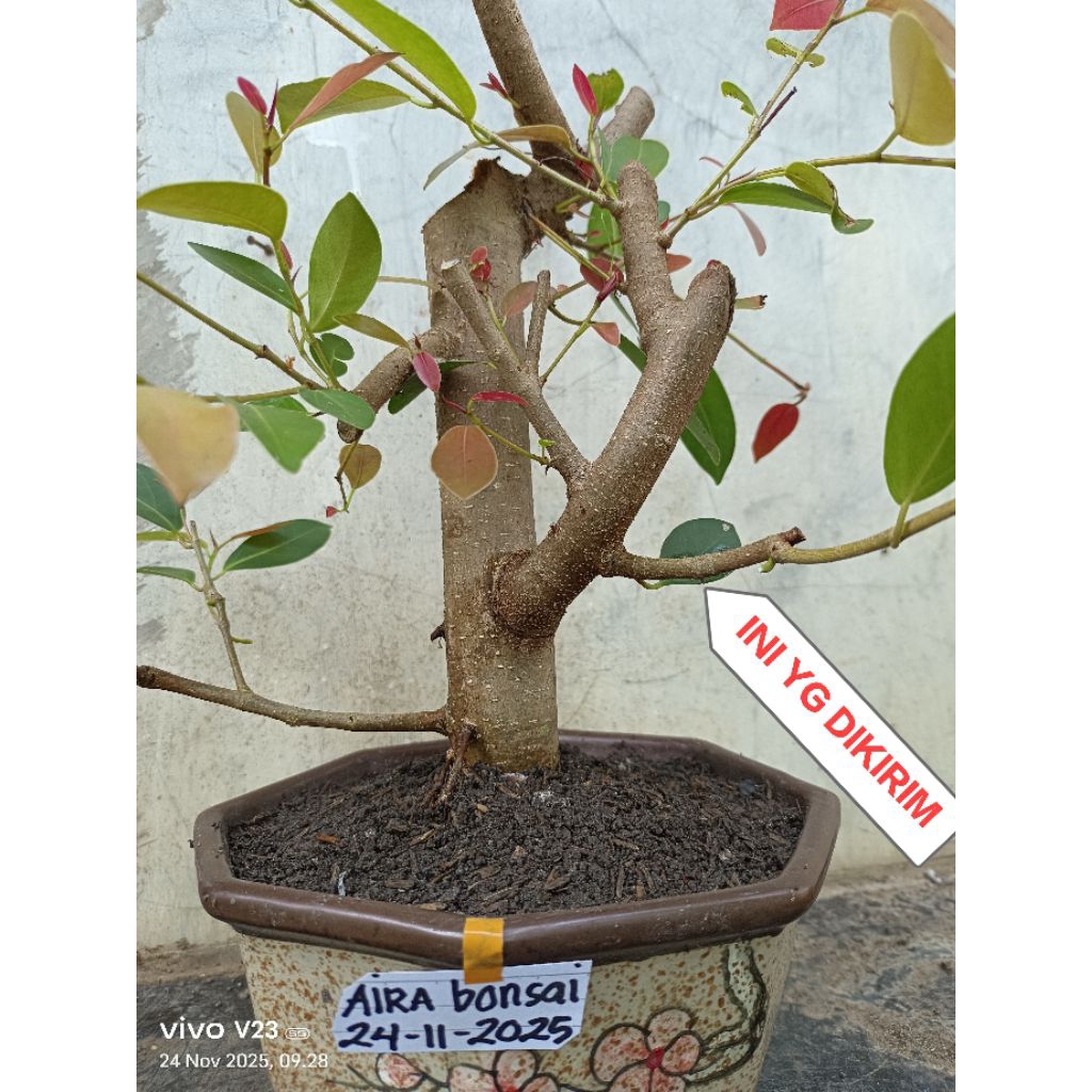 bahan bonsai iprik silver pucuk merah
