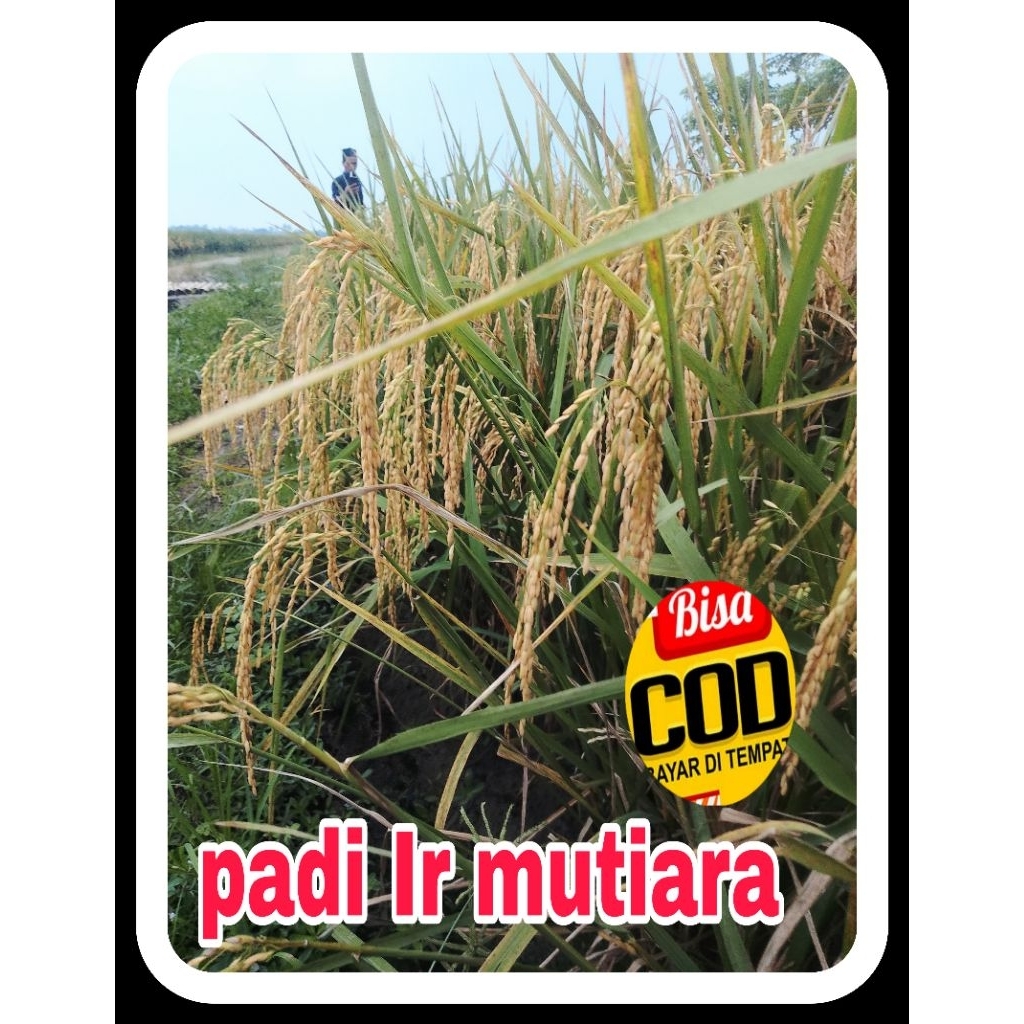 benih padi Ir mutiara super kemasan 5kg
