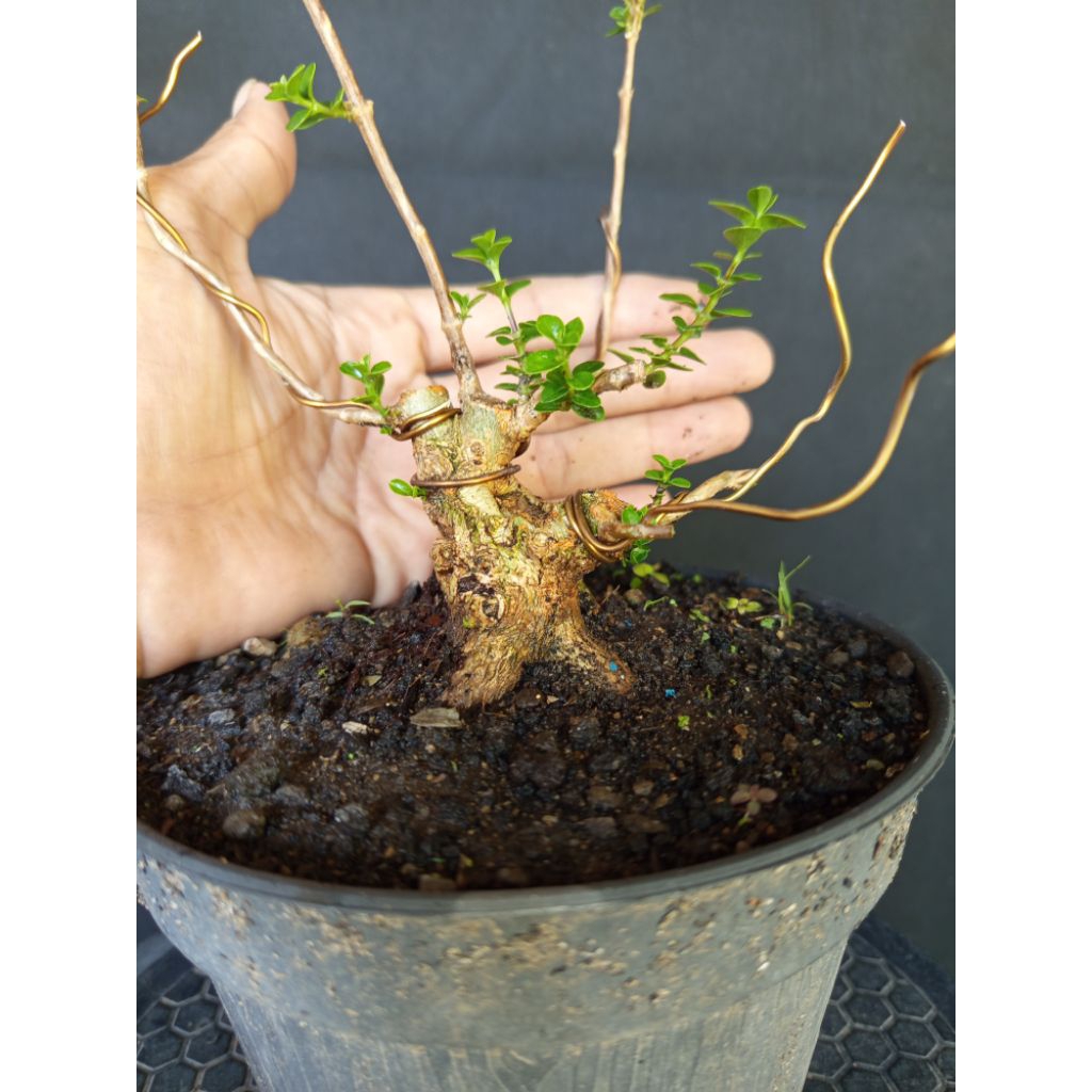 Bonsai Sancang Shito/Mame Realpict
