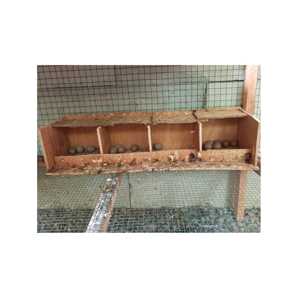 Telur fertil puyuh batu/puyuh hias