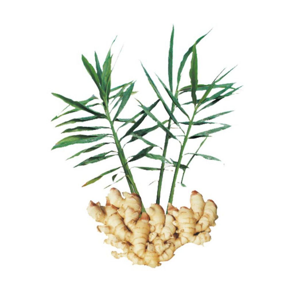 bibit jahe gajah/ tunas jahe gajah unggul