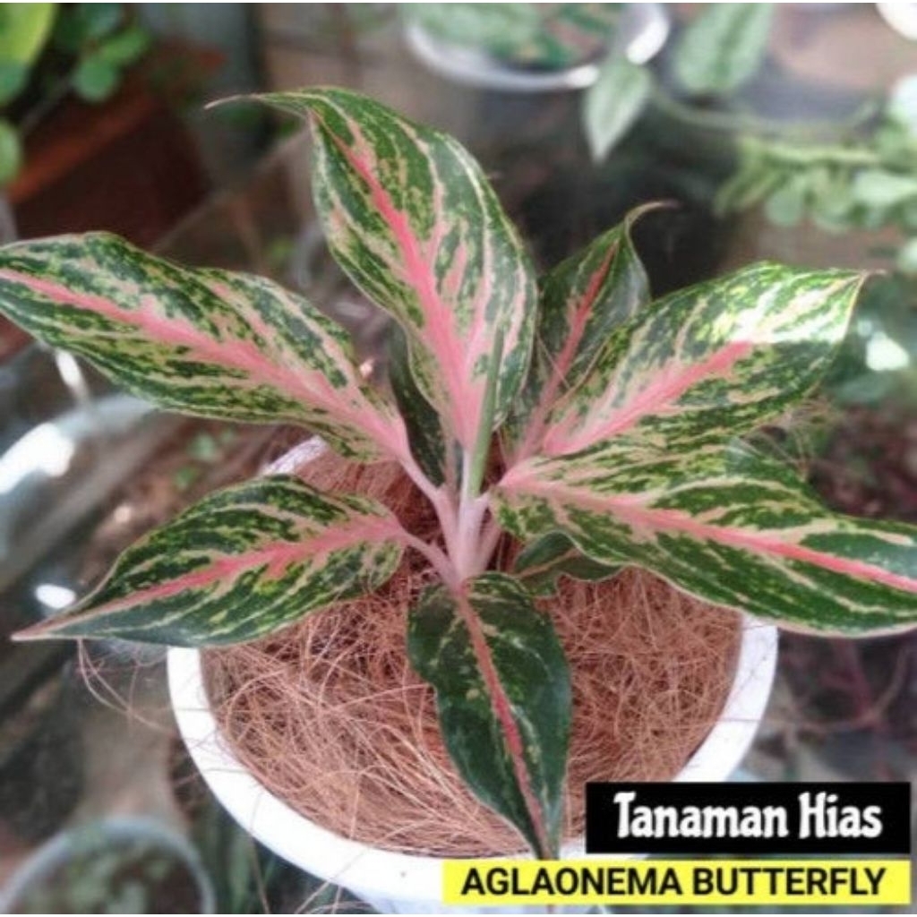 Tanaman Hias Aglonema Butterfly - Bibit tanaman hias aglonema
