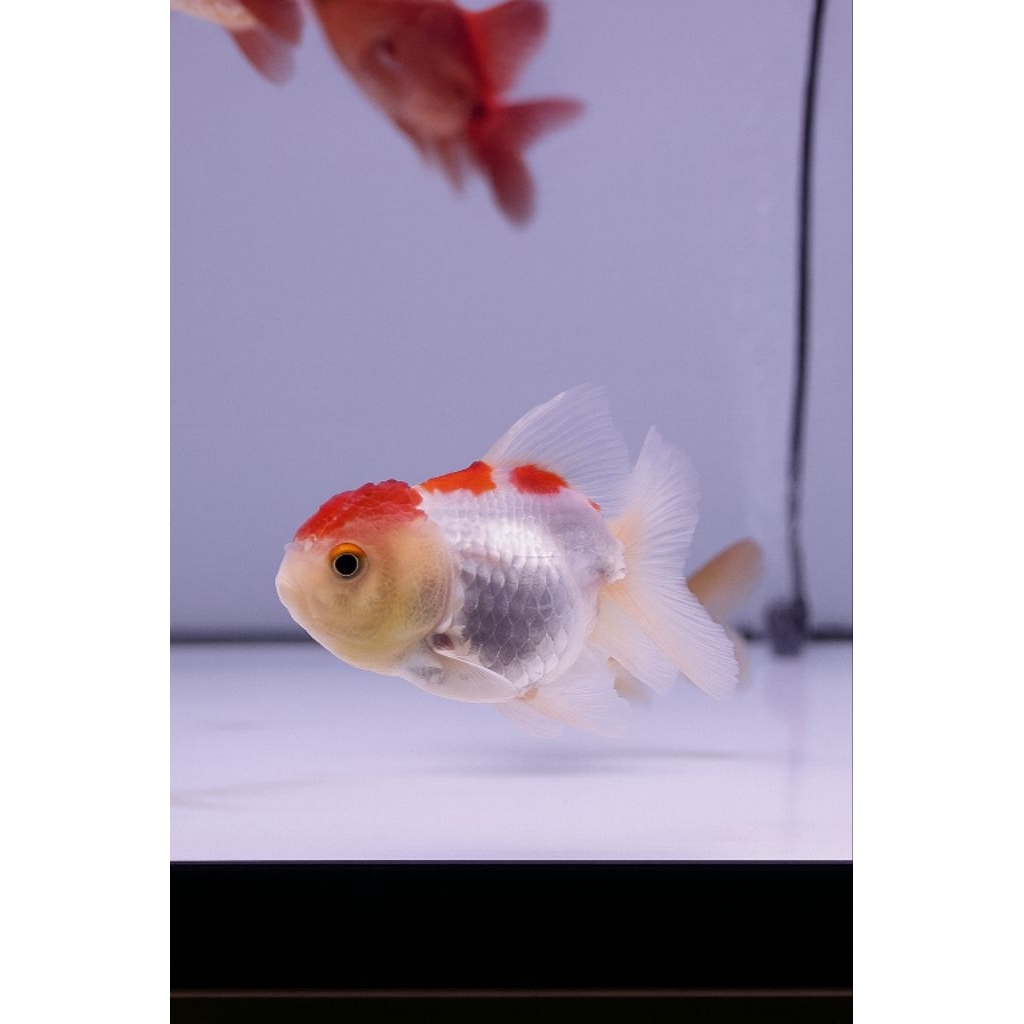 Oranda Fish Mix Varian - Panda, Tricolor, Koki
