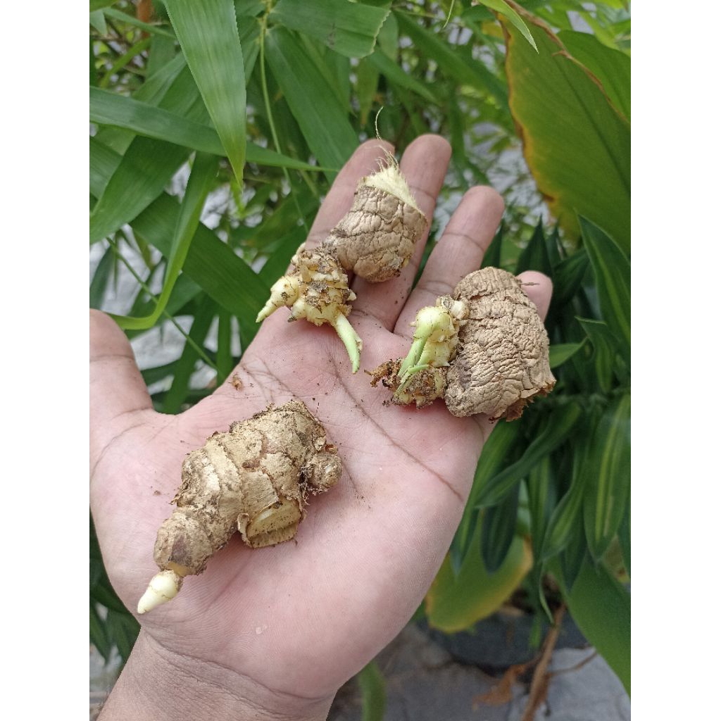 Benih Jahe Gajah / Bibit Jahe Gajah