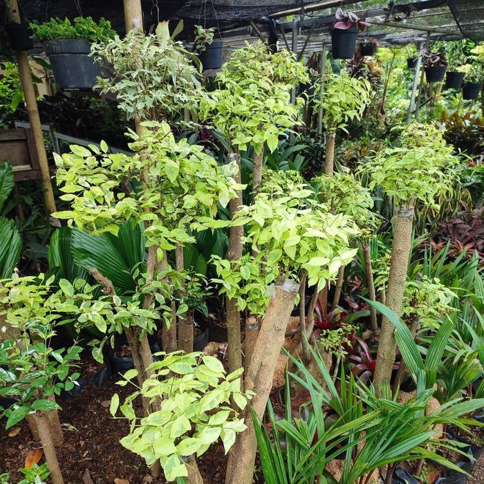 tanaman bonsai anting putri tinggi 1 meter