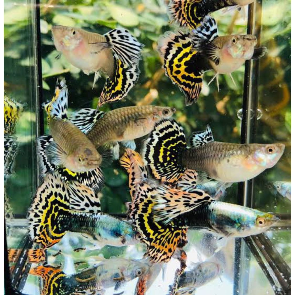 paket 10 ekor Guppy cobra leopard jantan betina perhiasan aquarium