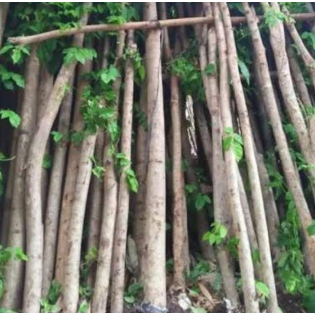 bibit stek pohon angsana pterocarpus indicis ukuran 1 m