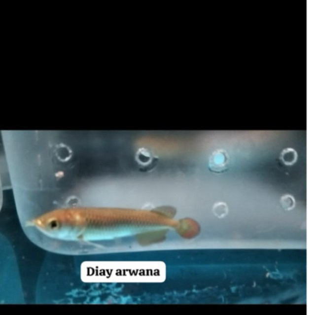 new link produk jardini batik pearl