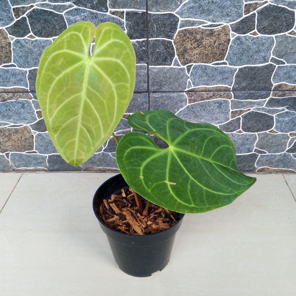 Anthurium Kuping Gajah Regale Sunda Tanaman Hias 100% Sesuai Foto Yang Ditampilkan