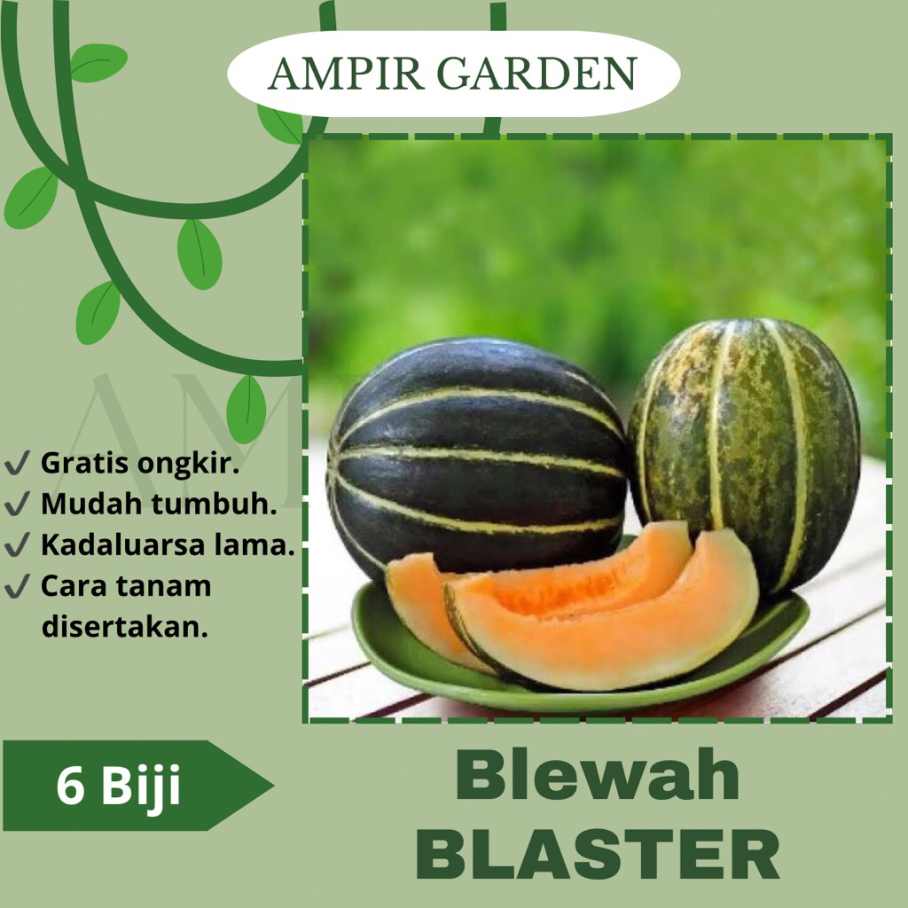 6 Biji Benih BLEWAH BLASTER F1 Buah Blewah Hijau