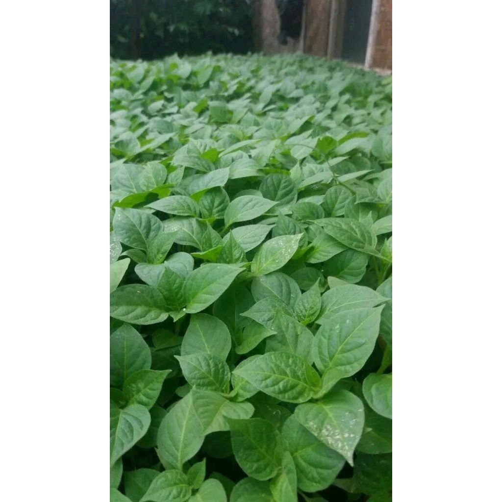 bibit cabe gendot/bendot