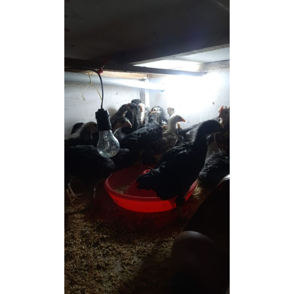 Anak ayam kampung persilangan keturunan Goku dg Kuntara4 usia 4 minggu