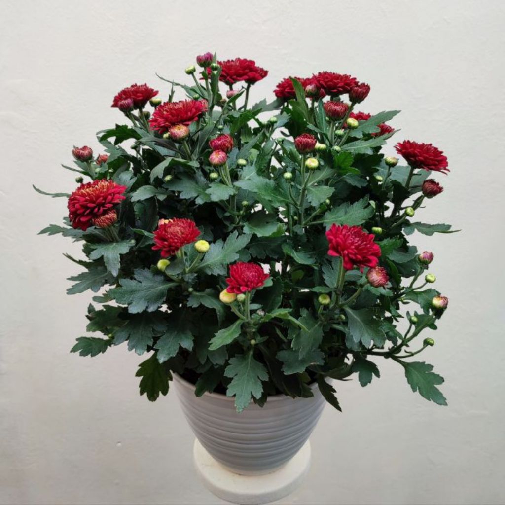 tanaman bunga krisan - tanaman hias bunga krisan - bunga krisan