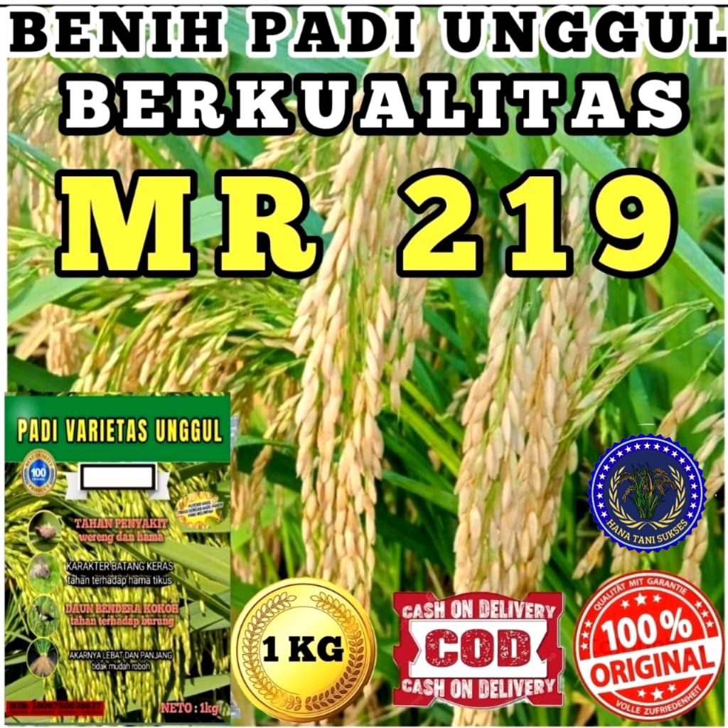 BENIH PADI BIBIT PADI SUPER UNGGUL MR 219