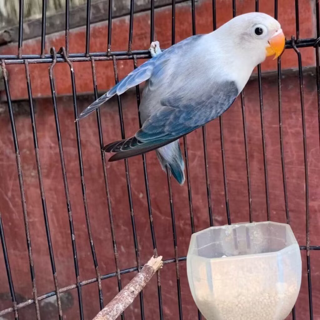 Burung Lovebird Warna Euwing Dark Vio