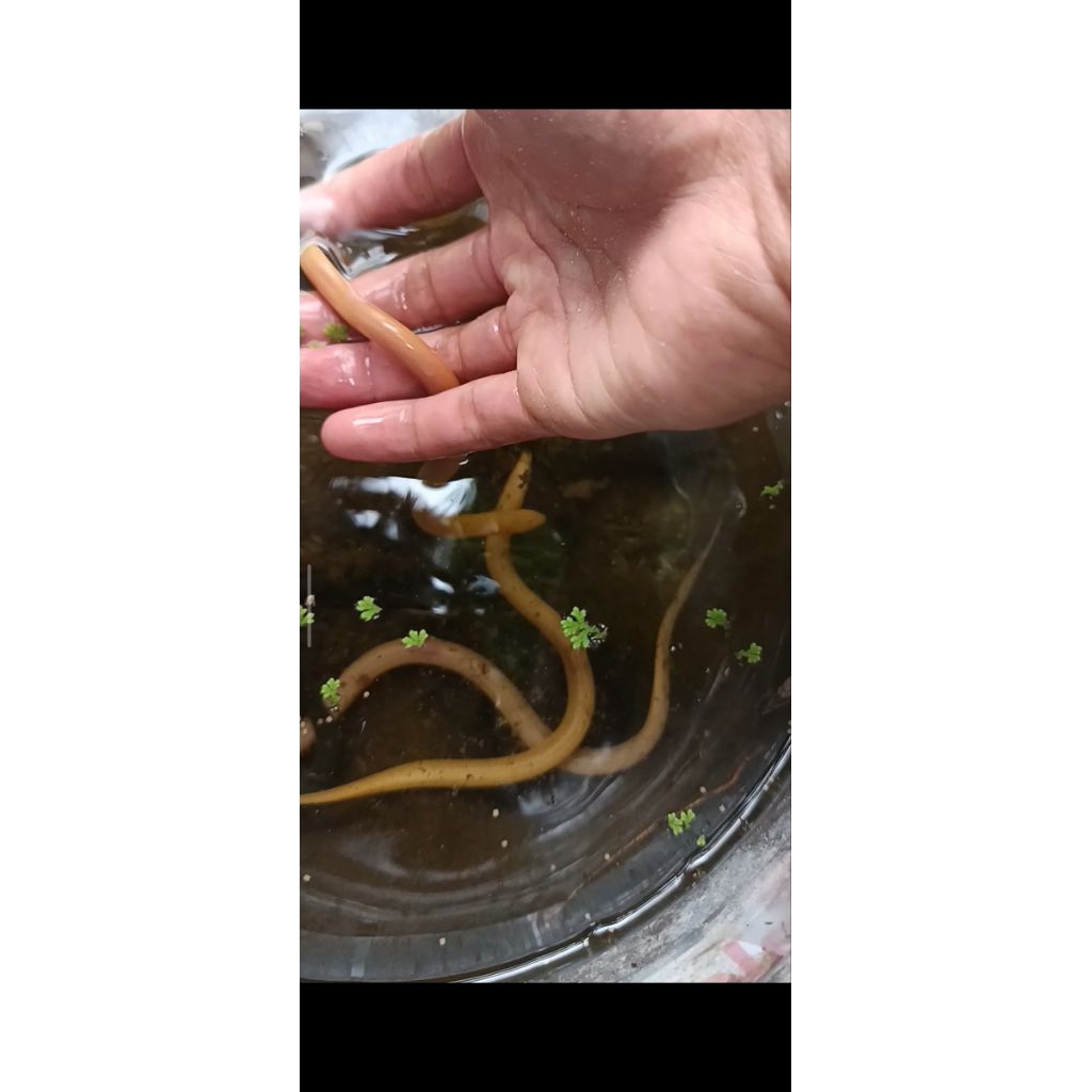 belut albino (Irfan Aquatic)