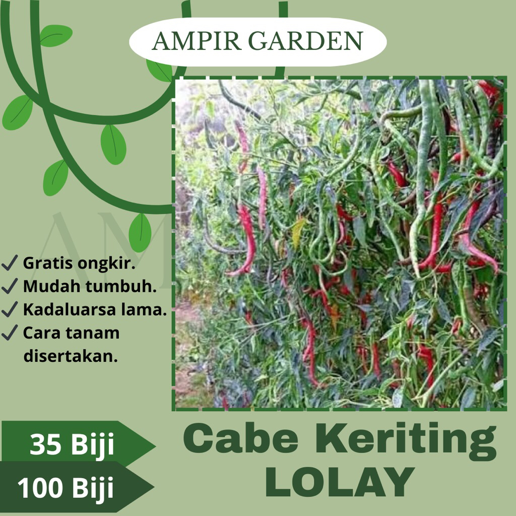 Benih Cabai Keriting LOLAY / Bibit Tanaman Cabe Alay Gegana Ori - Biji Cabai Unggul Pedas