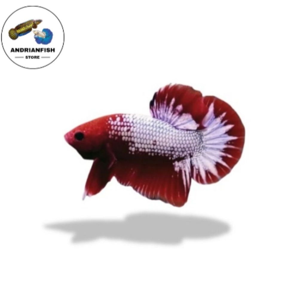 FCCP . Top grade| bast seller| Grade A+.