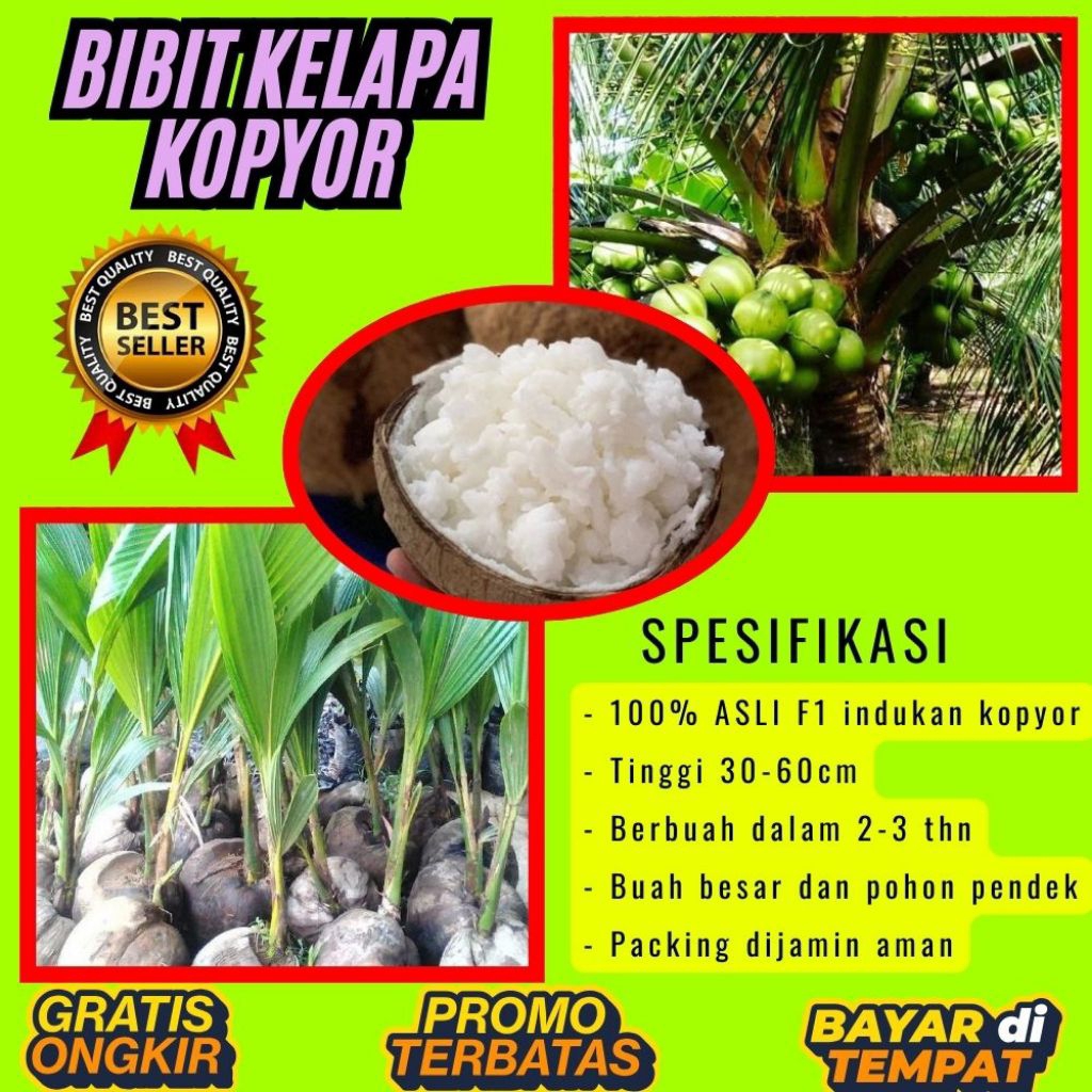KUALITAS TERBAIK  Bibit Kelapa Kopyor Kultur Jaringan, Bibit Kelapa Kopyor Madu
