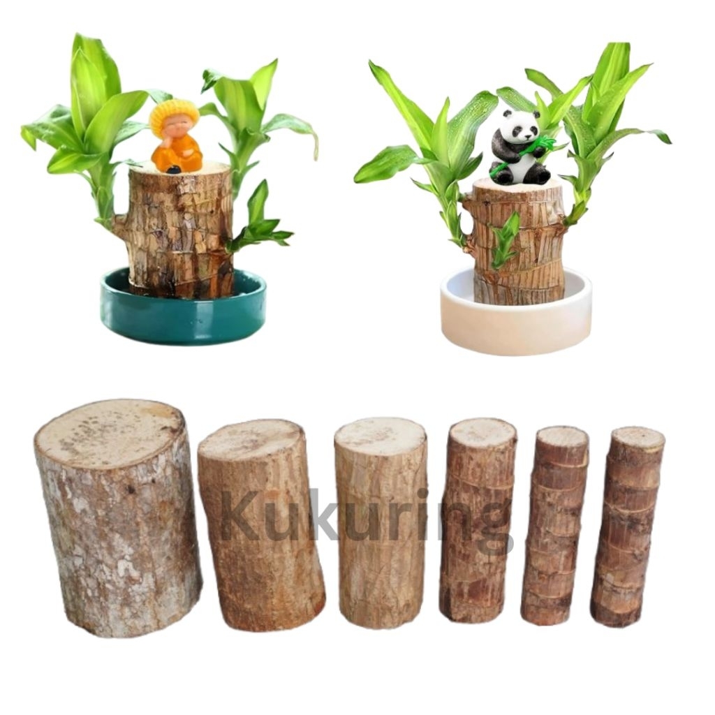 Hanjuang hijau kuning