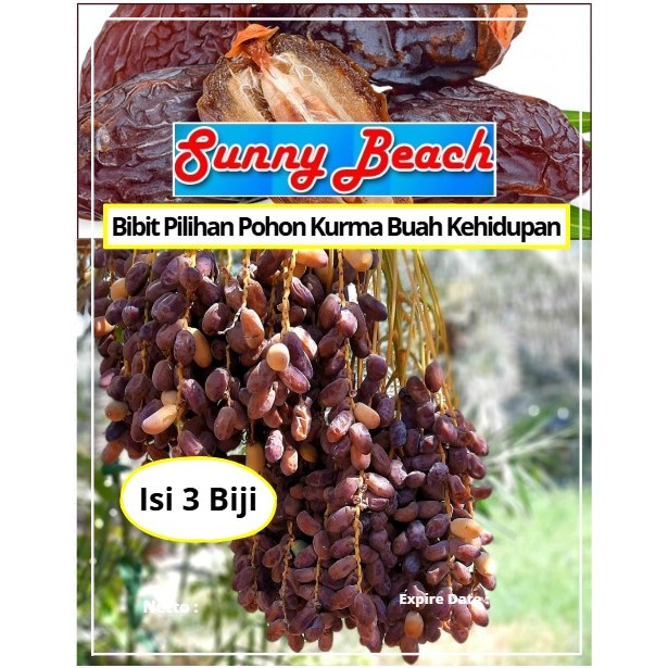 Bibit Pilihan Pohon Kurma Buah Kehidupan | Biji Benih Pohon Buah Kurma | Pohon Kurma