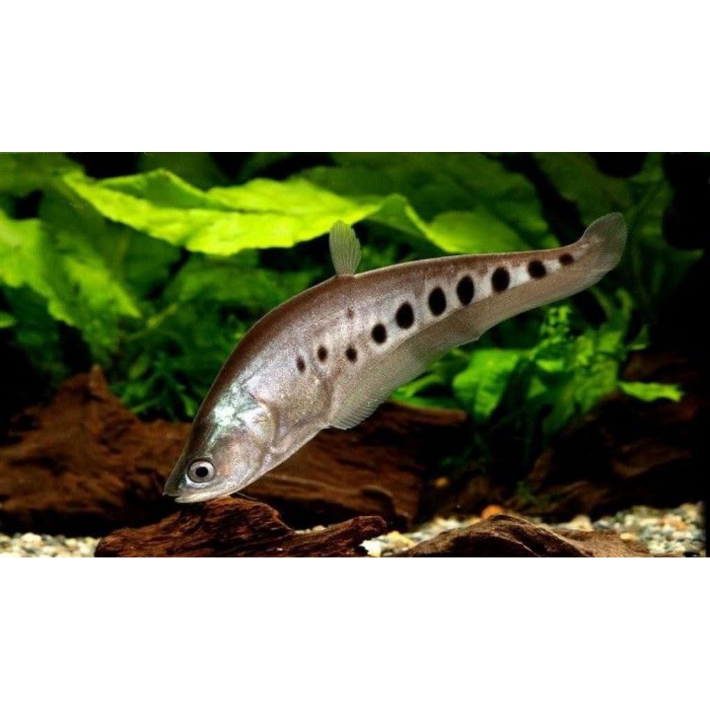 hiasan cometank belida bangkok