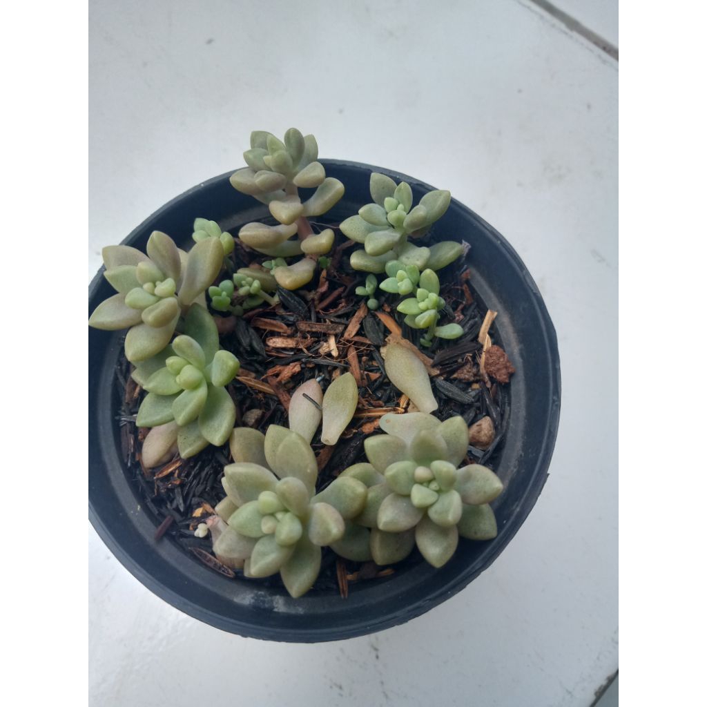 Graptopetalum mirinae