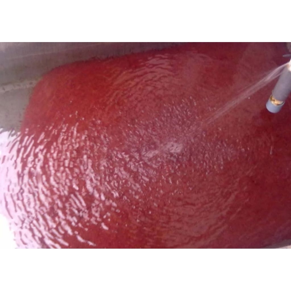 Cacing Sutra Hidup – Pakan Ikan Cupang Burayak