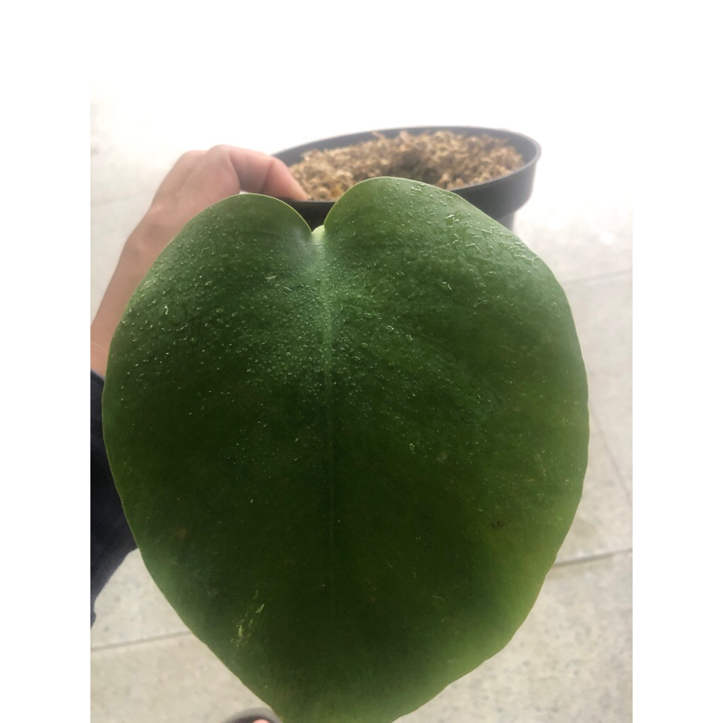 Tanaman Hias Monstera Mint Variegata - Jungle mint - Real Pict