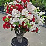 Bunga Bugenvil Bougenville Grafting 2 Warna Merah - Putih Cantik Super