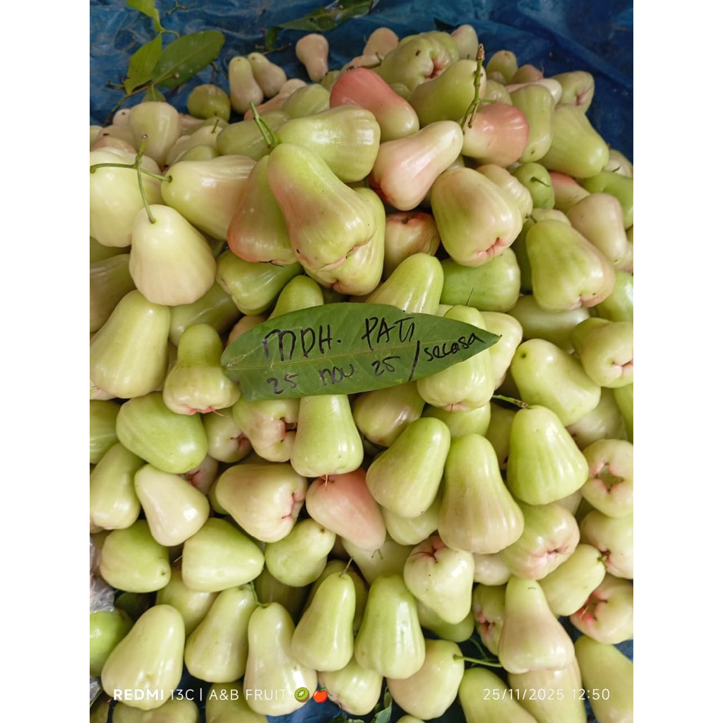 jambu air deli madu 1 kg