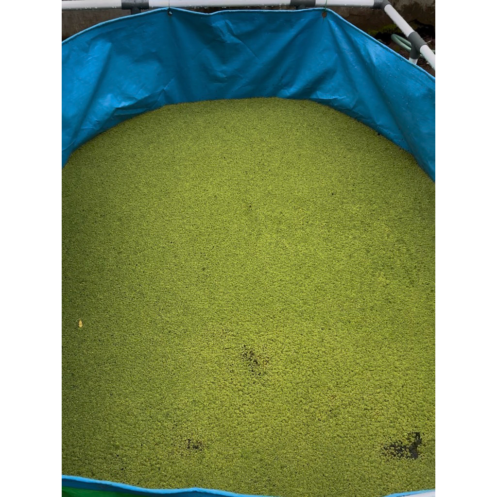 Azolla segar siap tanam