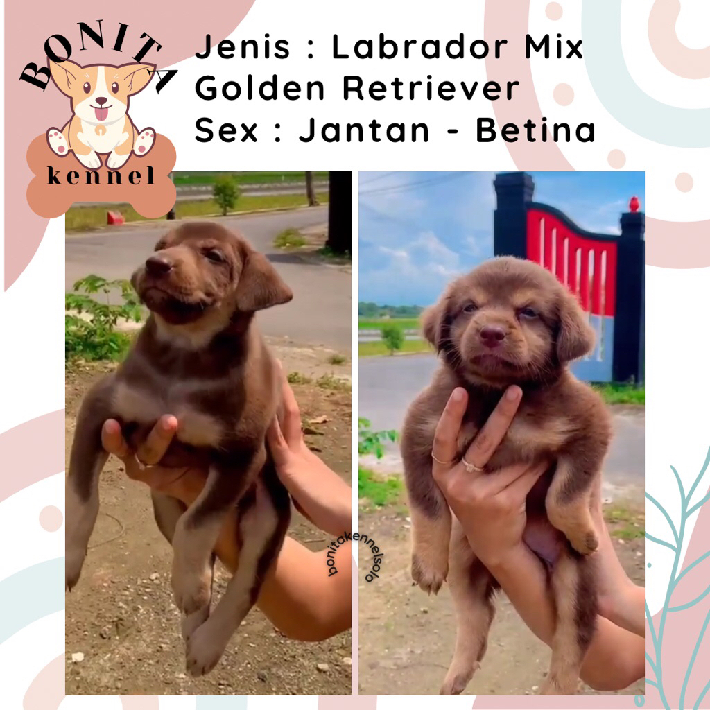 Labrador Mix Golden Retriever Anak Anjing Labrador Mix Golden Jantan Betina