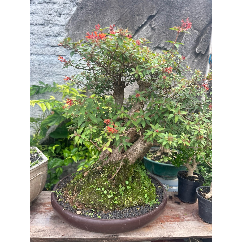 Bonsai Pusaka