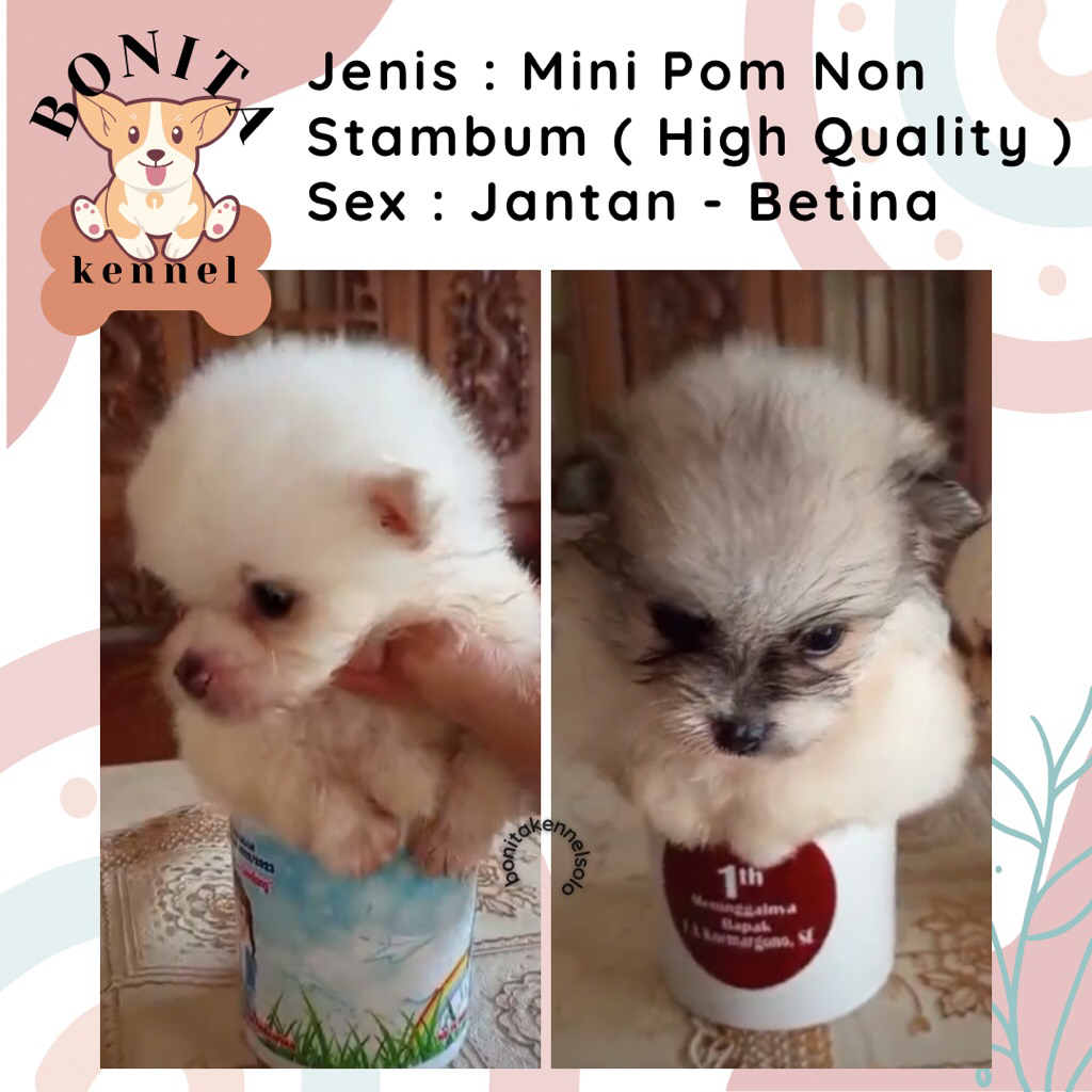 Particolor Mini Pom Non Stambum Snow White Sable Particolor Jantan Anak Anjing Minipom Mini Pomerani