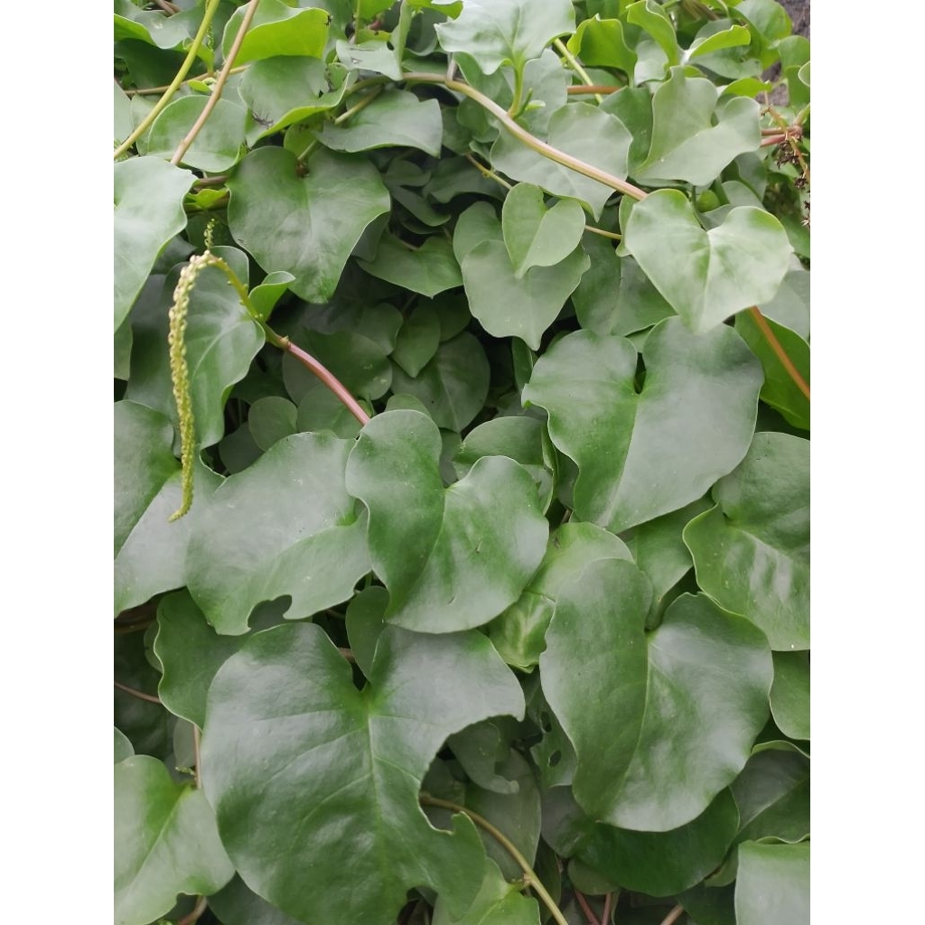 Daun Binahong Daun Binahong segarr