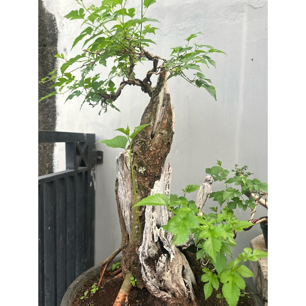 Bonsai Murbei